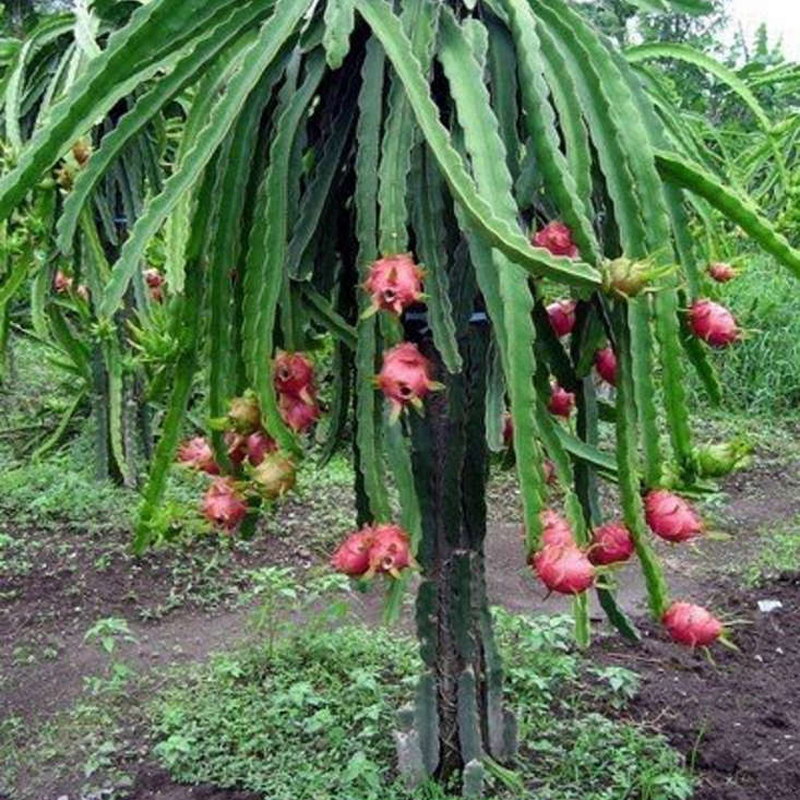 Dragon Fruit - Image 3