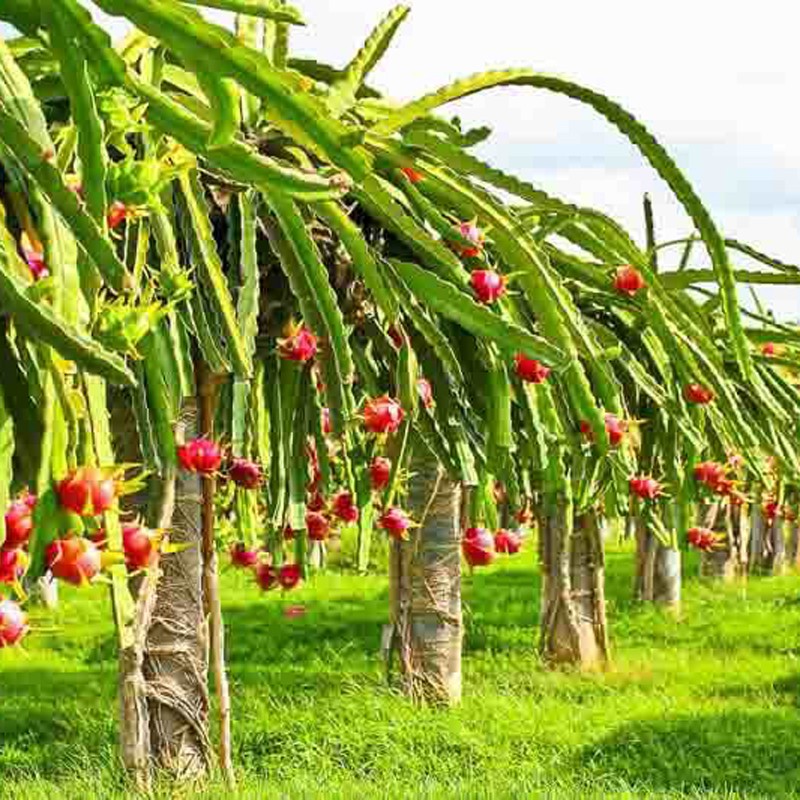 Dragon Fruit - Image 4